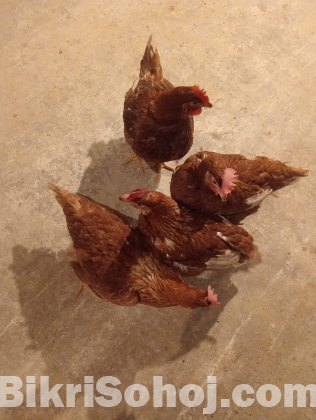 লেয়ার মুরগী ২কেজি